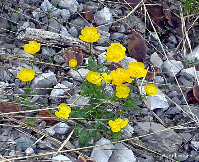 PfW-Berg-ml-Alpen-Hahnenfu_Ranunculus-alpestris-milo.JPG