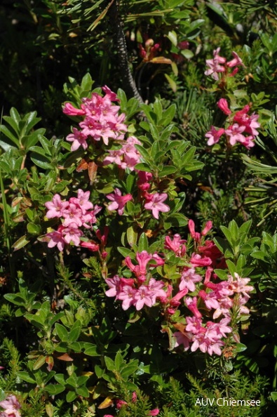 PfW-Berg-ml-Alpenrose-Rhododendron-hirsutum-milo-DSC_7145.JPG
