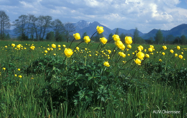 Trollblumen am Mühlbach
