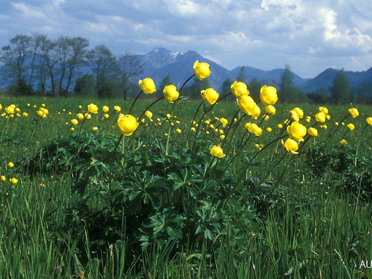 Trollblumen am Mühlbach