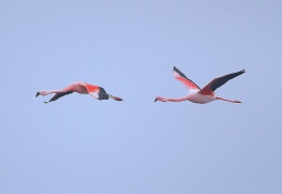 Flamingo  ...