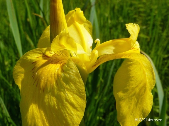 Gelbe Sumpf-Schwertlilie