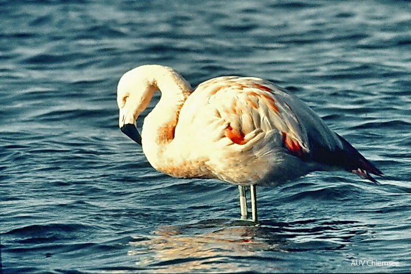Flamingo 1987