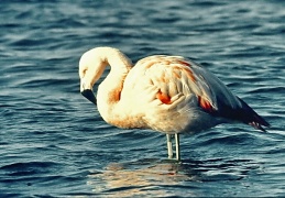 Flamingo 1987