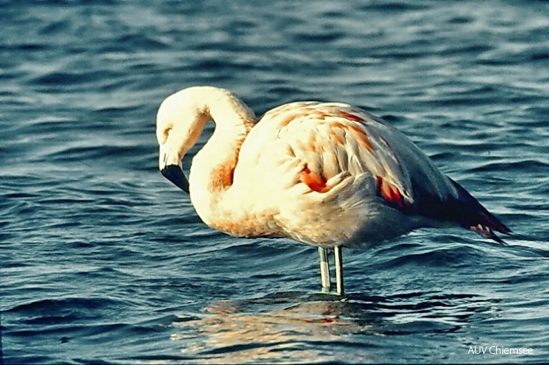 AktNatBeo-150304-jz-Flamingo-1987-_Scan_JZI2-11-2015-11-51-48_001.jpg