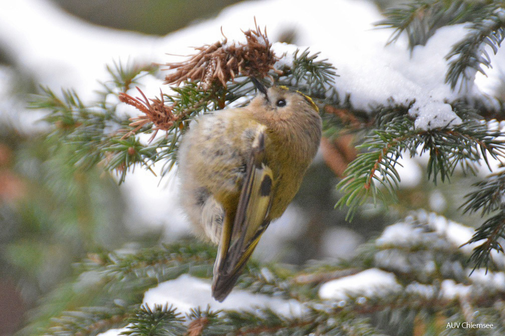 Wintergoldhähnchen - Kopfstreifen
