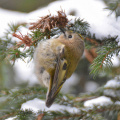 Wintergoldhähnchen - Kopfstreifen