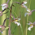 Sumpfstendelwurz - Orchidee