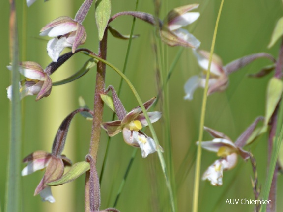 Sumpfstendelwurz - Orchidee