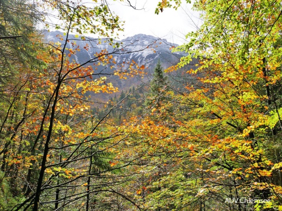 Herbstwald mit schneebeckten Gipfeln