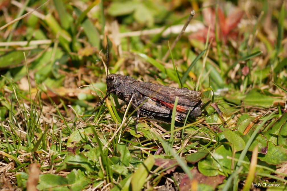 Rotflüglige Schnarrschrecke