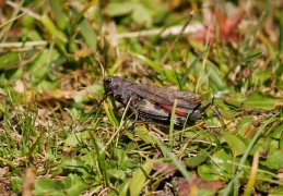 Rotflüglige Schnarrschrecke