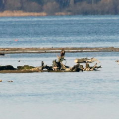 Seeadler in Beobachtungsposition