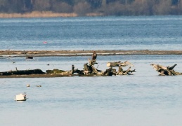 Seeadler in Beobachtungsposition