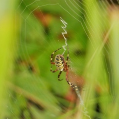 Spinne - Netzbau