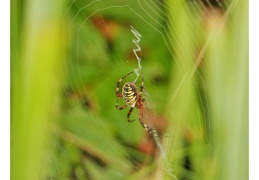 Spinne - Netzbau