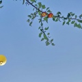 Heißluftballon & Apfelbaum