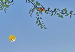Heißluftballon & Apfelbaum
