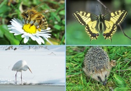 FotAlb-Tierwelt JahresZeiten-2019 05 30-1140pix