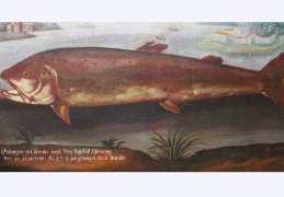 Ölgemälde eines 1711 gefangenen Fisches