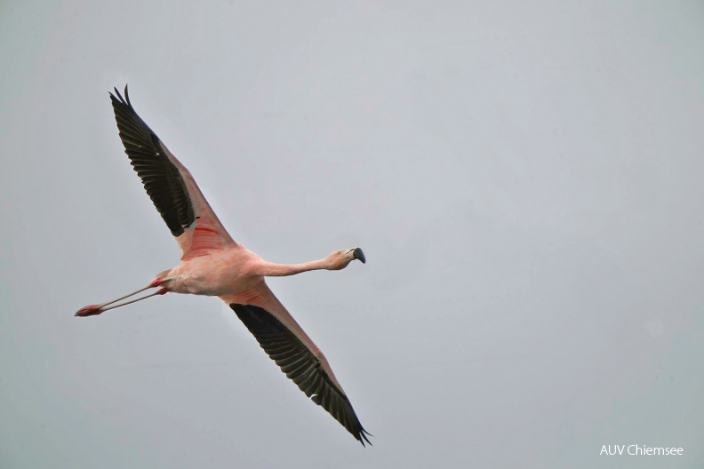 AktNatBeo-210130-ka-Flamingo--2.jpg