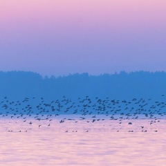 Enten flüchten vor in der Dämmerung jagendem Seeadler