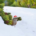 Alpenbraunelle als Weihnachtsbotschafter