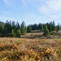 alpine Matten Hochmoor