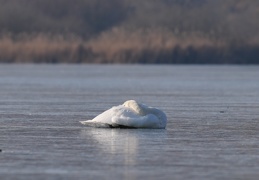 Höckerschwan auf dünnem Eis