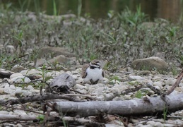Flussregenpfeifer -  Jungtiere unter den Flügeln