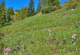 alpine Wiese