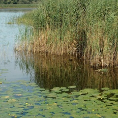 Röhrichte und Schwimmblattteppiche