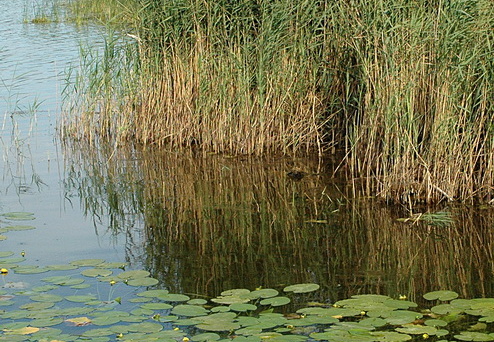 Röhrichte und Schwimmblattteppiche