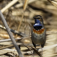 Blaukehlchen