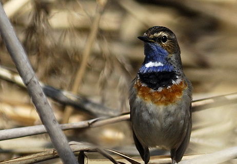 Blaukehlchen