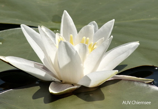 Seerose