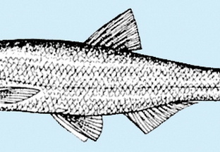 Laube