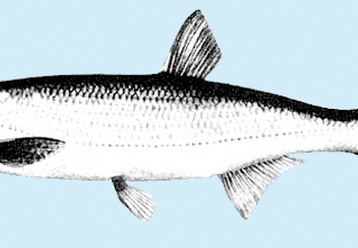 Mairenke