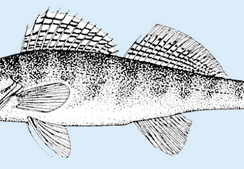 Zander