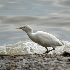 Kuhreiher