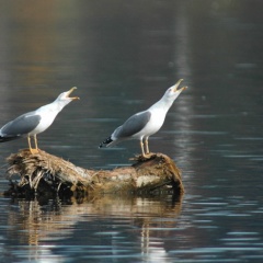 Mittelmeermöwe