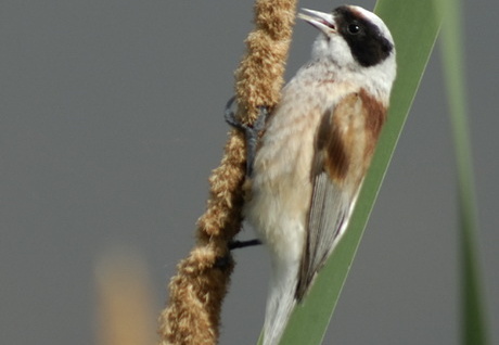 Beutelmeise