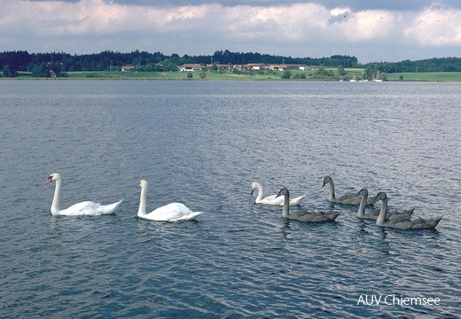 Höckerschwäne