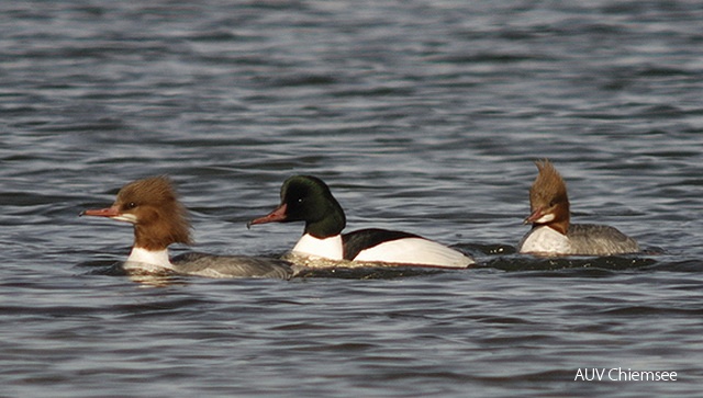 Gänsesäger brüten in nur
wenigen Paaren erst seit 1988
am Chiemsee; häufiger sind
sie im Winter.<br />
Foto: Johann Zimmermann Gaensesaeger.jpg