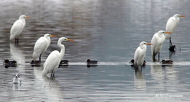Silberreiher kommen erst seit einigen Jahren in größeren Zahlen an den Chiemsee, hauptsächlich im Winterhalbjahr.<br />
Foto: Johann Zimmermann Silberreiher.jpg