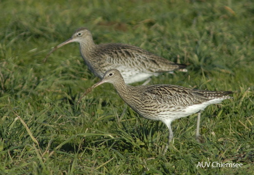 Brachvögel