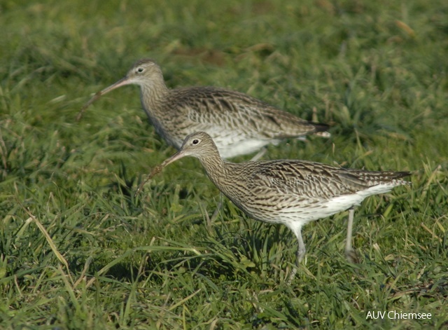 Brachvögel