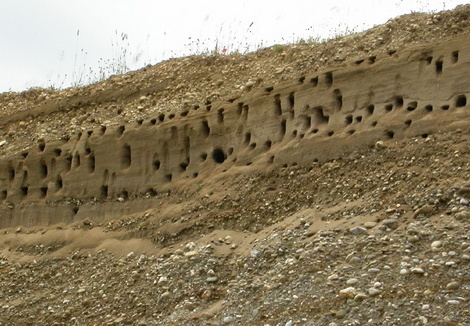 Uferschwalbenkolonie