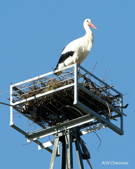 Im Frühjahr 2004 entschloss
sich ein Storchenpaar, auf
einem Mast am Ortsrand von
Grabenstätt ein Nest zu
bauen. Das anfängliche Nest
(großes Bild) musste umgesiedelt
werden; im neuen kam es
leider zu keiner Brut.<br />
Foto: Alfred Krappel Storch.jpg