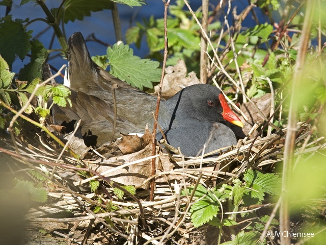 Teichhuhn